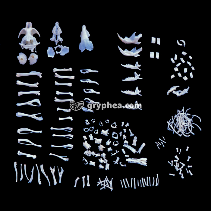 Pelote de réjection disséquée (Chouette effraie) - gryphea.org